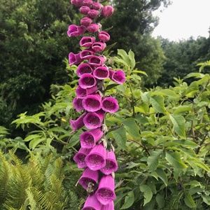 Meet your Posher, Dawn